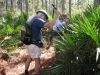 Filename=longleaf-1-8-09-1000.jpg
Filesize=149KiB
Dimensions=800x600
Date added=Jan 09, 2009 longleaf-1-8-09-1000.jpg
