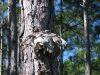 Filename=longleaf-1-8-09-1013.jpg
Filesize=120KiB
Dimensions=800x600
Date added=Jan 09, 2009 longleaf-1-8-09-1013.jpg