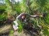 Filename=longleaf-1-8-09-1015.jpg
Filesize=184KiB
Dimensions=800x600
Date added=Jan 09, 2009 longleaf-1-8-09-1015.jpg