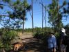 Filename=longleaf-1-8-09-1034.jpg
Filesize=122KiB
Dimensions=800x600
Date added=Jan 09, 2009 longleaf-1-8-09-1034.jpg