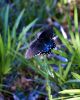 Filename=bluebutterfly1.jpg
Filesize=25KiB
Dimensions=320x400
Date added=Jul 13, 2004 bluebutterfly1.jpg