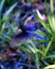 Filename=bluebutterfly2.jpg
Filesize=21KiB
Dimensions=320x400
Date added=Jul 13, 2004 bluebutterfly2.jpg