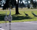 Filename=cranes2.jpg
Filesize=43KiB
Dimensions=500x400
Date added=Jul 13, 2004 cranes2.jpg