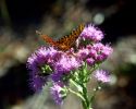 Filename=monarch1.jpg
Filesize=32KiB
Dimensions=500x400
Date added=Jul 13, 2004 monarch1.jpg