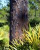 Filename=pinetree.jpg
Filesize=42KiB
Dimensions=320x400
Date added=Jul 13, 2004 pinetree.jpg