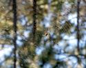 Filename=spider.jpg
Filesize=47KiB
Dimensions=500x400
Date added=Jul 13, 2004 spider.jpg