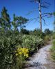 Filename=trail-daisies.jpg
Filesize=38KiB
Dimensions=320x400
Date added=Jul 13, 2004 trail-daisies.jpg