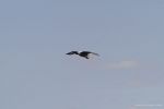 Filename=DSC_0012.jpg
Filesize=6KiB
Dimensions=600x400
Date added=Jul 13, 2004 DSC_0012.jpg