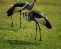 Filename=crane-2.jpg
Filesize=38KiB
Dimensions=499x400
Date added=May 19, 2004 crane-2.jpg