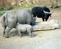 Filename=rhino-3.jpg
Filesize=47KiB
Dimensions=498x400
Date added=May 19, 2004 rhino-3.jpg