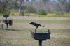 Filename=glades-1003.jpg
Filesize=50KiB
Dimensions=800x535
Date added=Apr 11, 2009 glades-1003.jpg