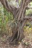 Filename=glades-1027.jpg
Filesize=146KiB
Dimensions=535x800
Date added=Apr 11, 2009 glades-1027.jpg