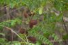 Filename=glades-1030.jpg
Filesize=66KiB
Dimensions=800x535
Date added=Apr 11, 2009 glades-1030.jpg