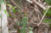 Filename=glades-1037.jpg
Filesize=51KiB
Dimensions=800x535
Date added=Apr 11, 2009 glades-1037.jpg