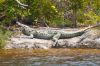 Filename=glades-1039.jpg
Filesize=127KiB
Dimensions=800x535
Date added=Apr 11, 2009 glades-1039.jpg