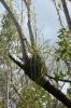 Filename=glades-1041.jpg
Filesize=120KiB
Dimensions=535x800
Date added=Apr 11, 2009 glades-1041.jpg