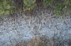 Filename=glades-1045.jpg
Filesize=108KiB
Dimensions=800x535
Date added=Apr 11, 2009 glades-1045.jpg