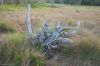 Filename=glades-1047.jpg
Filesize=100KiB
Dimensions=800x535
Date added=Apr 11, 2009 glades-1047.jpg