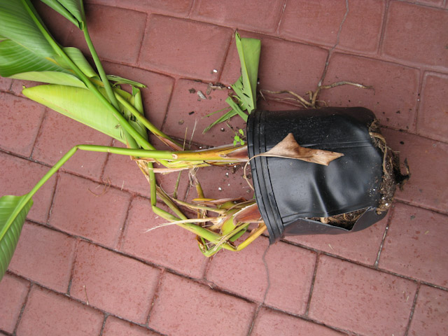 bird of paradise half eaten by bear